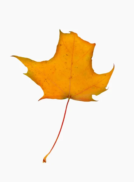 Branche d'érable d'automne avec feuilles isolées sur fond blanc — Photo