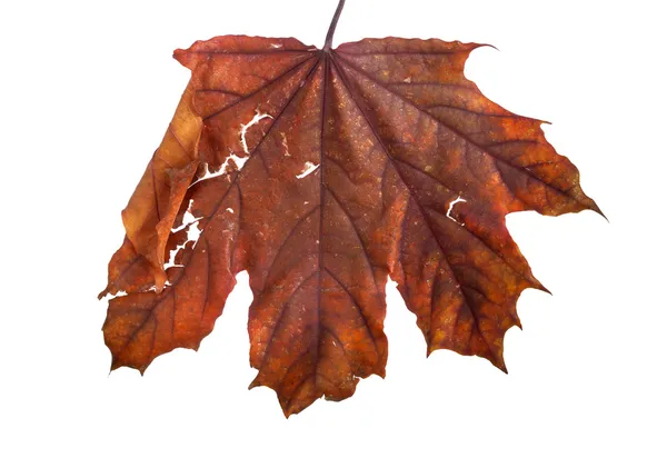 Autumn maple branch with leaves isolated on a white background — Stock Photo, Image