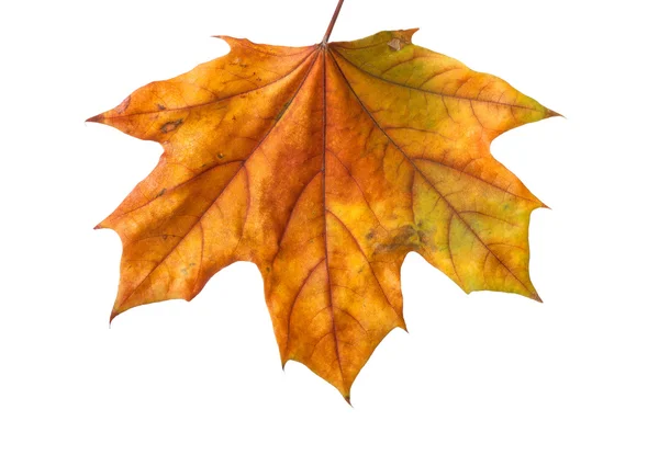 Herbst-Ahornblatt — Stockfoto