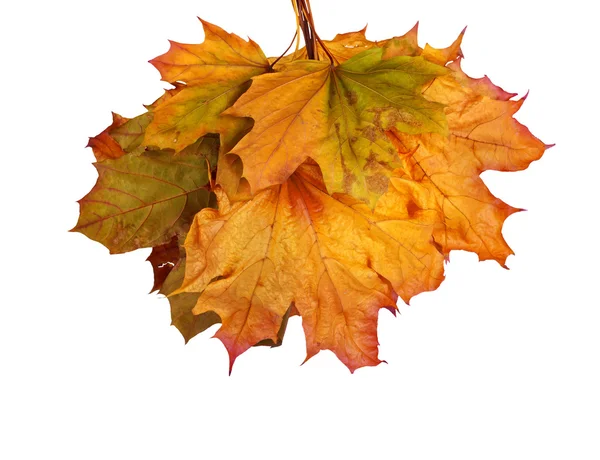 Φθινόπωρο υποκατάστημα σφενδάμνου με τα φύλλα που έχουν απομονωθεί σε λευκό φόντο — Φωτογραφία Αρχείου