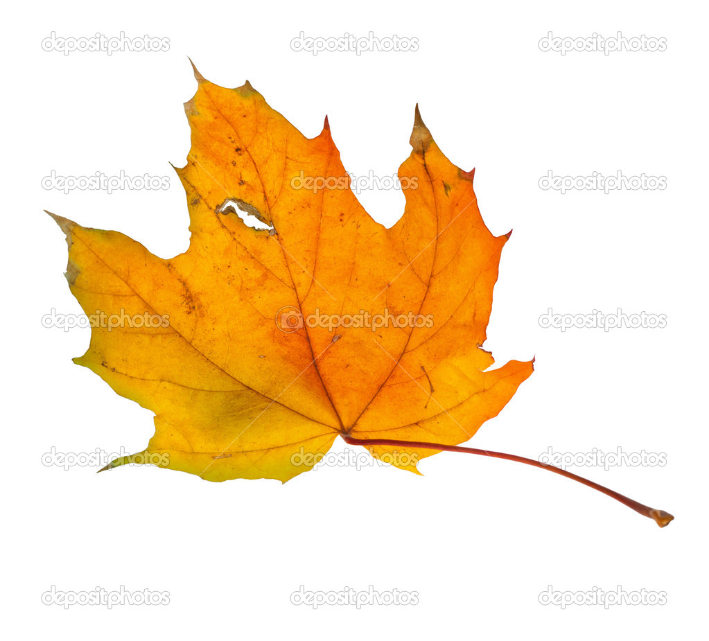 Autumn maple branch with leaves isolated on a white background