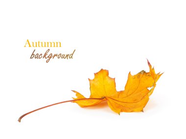 Beyaz bir arka plan üzerinde izole yaprakları ile Sonbaharda akçaağaç Şubesi