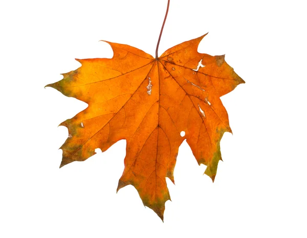 Осенняя ветвь клена с листьями, выделенными на белом фоне — стоковое фото