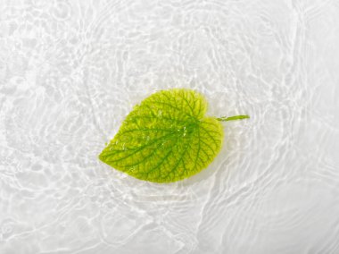 Yeşil yapraklar mavi su arka planında yakın plan güller bırakır. Yüzükler ve dalgalanmalarla beyaz doku yüzeyi. Düz konum, üst görünüm, kopyalama alanı, kopyalama alanı ile kompozisyon