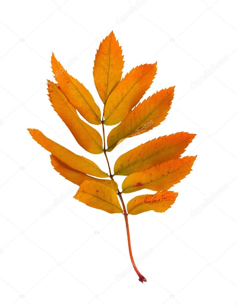 Autumn  ash branch with leaves isolated on a white background