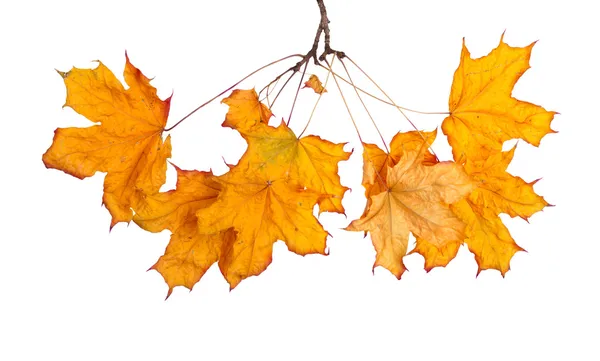 Autumn maple branch with leaves isolated on a white background — Stock Photo, Image
