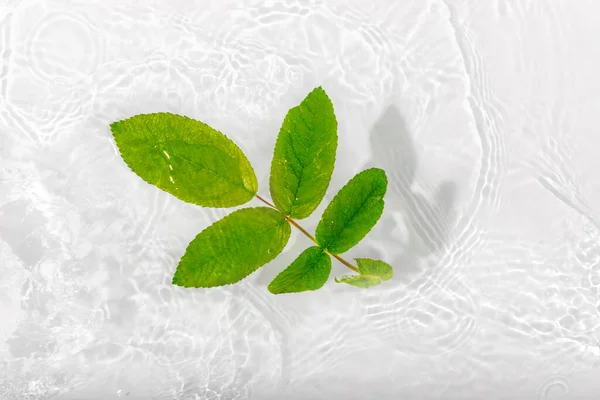 Foglie Verdi Rose Macro Con Goccia Galleggiante Sulla Superficie Dell — Foto Stock