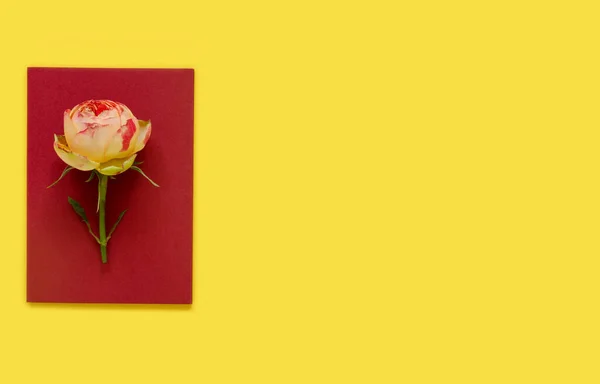 Floral Σύνθεση Web Banner Ροζ Τριαντάφυλλα Και Φύλλα Κίτρινο Φόντο — Φωτογραφία Αρχείου