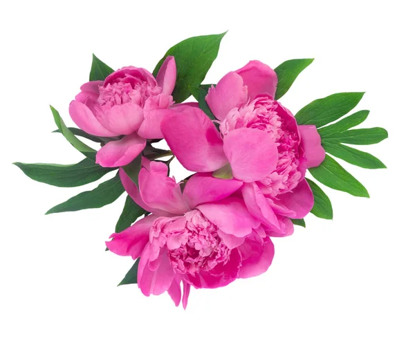 Conjunto Flores Peony Aisladas Sobre Fondo Blanco Conjunto Flores Postal —  Fotos de Stock