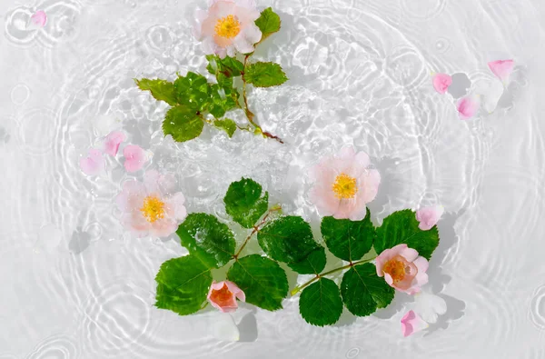 Beautiful Rose Petals Macro Drop Floating Surface Water Close — Stock Photo, Image