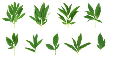 Beyaz izole edilmiş arka planda yeşil şakayık yaprakları. Çeşitli yapraklar. 