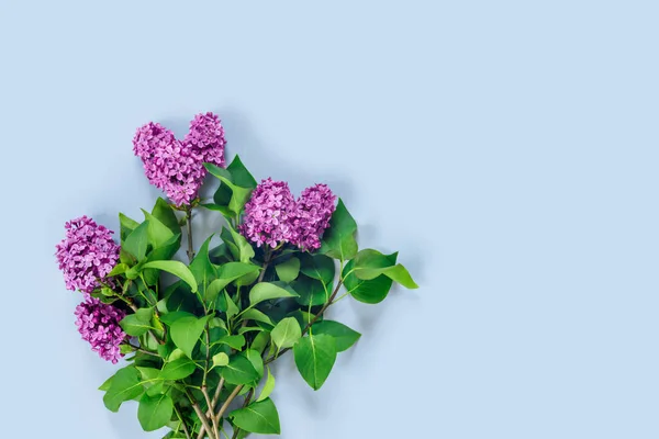 Fundo Azul Com Lilases Delicados Roxos Flores Para Cartão Dia — Fotografia de Stock