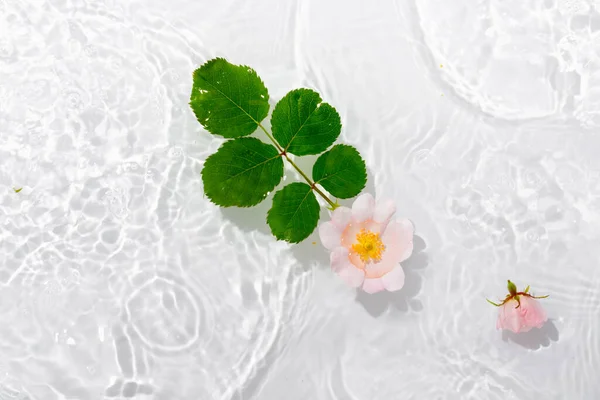 Tarjeta Felicitación Con Hermosos Pétalos Rosa Macro Con Gota Flotando —  Fotos de Stock