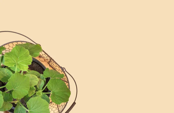 温室内の早春に成長する植物 鍋にカボチャとキュウリの苗 — ストック写真