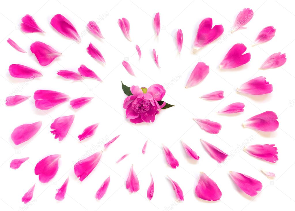 Petals of  beautiful delicate pink peony on  white isolated background. Peony flower frame. Postcard for congratulations or invitations.