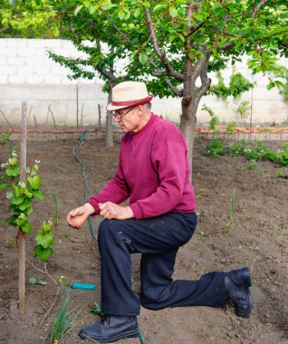 Gayretli, ciddi, pozitif kıdemli bir adam. Yaşlı bir adam, bahçesinde üzüm çalılarıyla ilgileniyor.