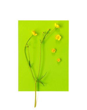 Tatil hediyesi olarak sarı düğün çiçeği desenli güzel bir kartpostal.