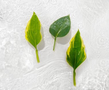 Yapraklı su pankartı. Beyaz su dokusu, yüzey halkaları ve dalgalanmaları. Spa konsepti geçmişi. Düz konum, üst görünüm, kopyalama alanı, kopyalama alanı ile kompozisyon.