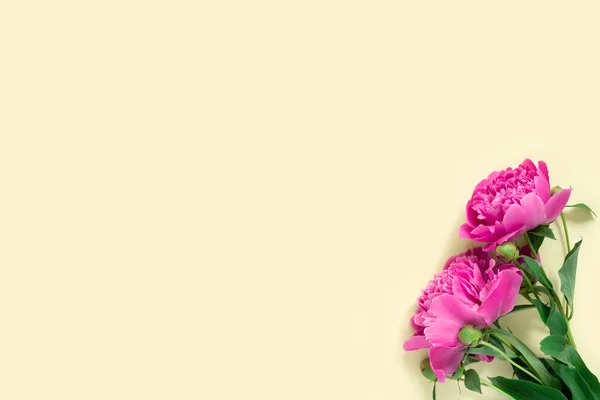 繊細な紙の背景に美しいピンクの牡丹の花束 ミニマルなコンセプトイエローの背景 — ストック写真