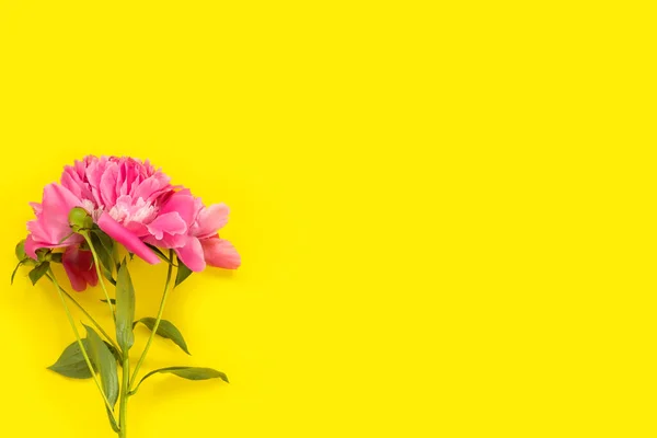 Bouquet of beautiful pink peonies on delicate paper background. Minimal concept yellow  backdrop.