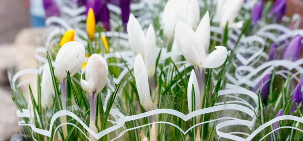 Gouttes Neige Colorées Autres Fleurs Pots Entrée Petite Boutique Fleurs — Photo