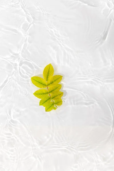 Gröna Blad Rosor Blått Vatten Bakgrund Närbild Vit Texturyta Med — Stockfoto