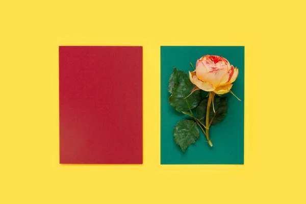 Квіткова Композиція Веб Банер Рожевими Трояндами Листям Жовтому Столі Мінімалістична — стокове фото