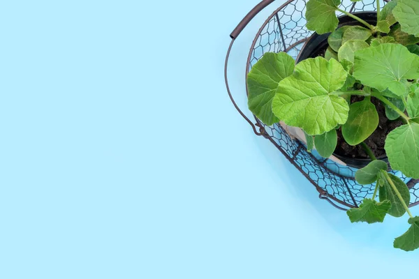 Muitas Mudas Crescendo Bandeja Cultivo Cultivando Plantas Início Primavera Estufa — Fotografia de Stock