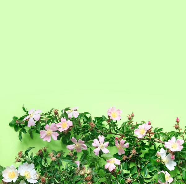 繊細な緑の背景に美しいバラの枝 — ストック写真