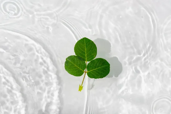 Groene Bladeren Macro Met Druppel Drijven Het Oppervlak Van Het — Stockfoto