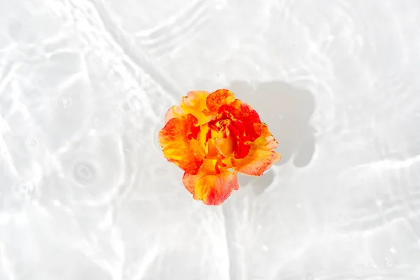 きれいなバラの花びらのマクロは 水の表面に近い上に浮かんでドロップします 背景として使用できます — ストック写真