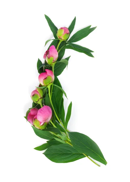 Гирлянда Красивых Розовых Пионов Белом Изолированном Фоне Открыткой Поздравлений Приглашений — стоковое фото