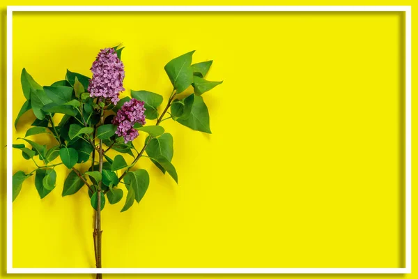 Layout Criativo Feito Com Flores Lilases Amarelo Mínimo Natureza Amor — Fotografia de Stock