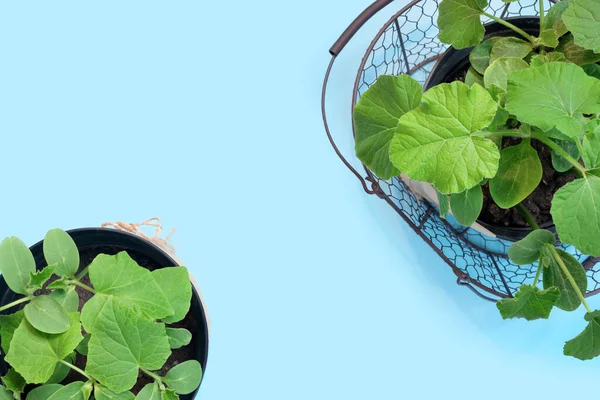 Cultivando Plantas Principios Primavera Invernadero Plántulas Calabaza Pepino Macetas —  Fotos de Stock