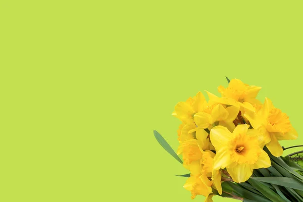 美しい黄色の水仙のセットは緑の背景にあります フラットレイテキストのコピースペースを備えたトップビュー おめでとうございます — ストック写真