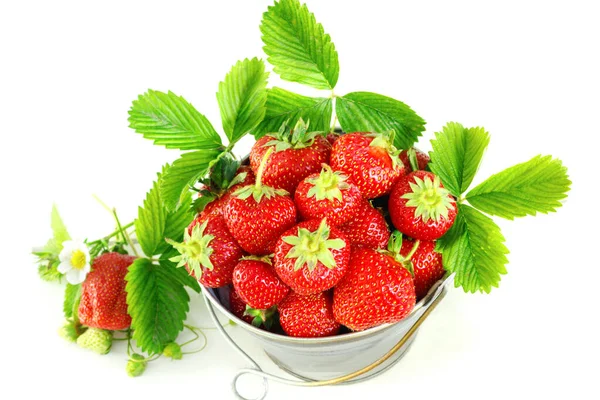 Juicy Ripe Tasty Strawberries Metal Bucket White Wooden Table Summer — Stock Photo, Image