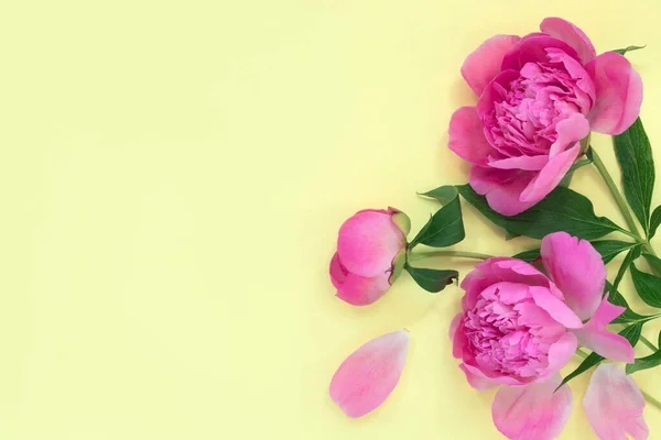 Buquê Belas Peônias Cor Rosa Sobre Fundo Papel Amarelo Conceito — Fotografia de Stock