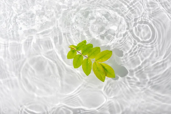 Feuilles Vertes Roses Macro Avec Goutte Flottant Sur Surface Eau — Photo