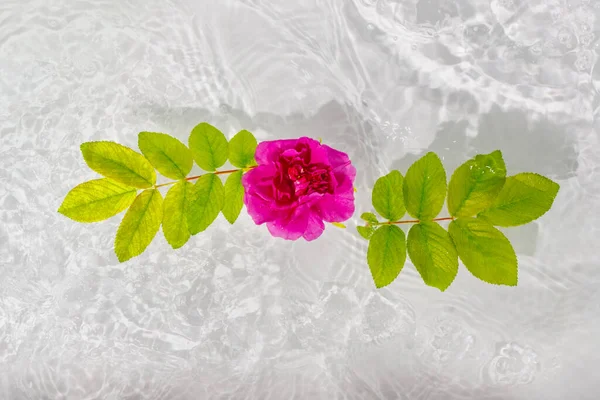 Beautiful Rose Petals Macro Drop Floating Surface Water Close Can — Stock Photo, Image