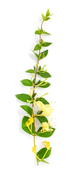 Belo Ramo Madressilva Com Flores Amarelas Fundo Isolado Branco Flat — Fotografia de Stock
