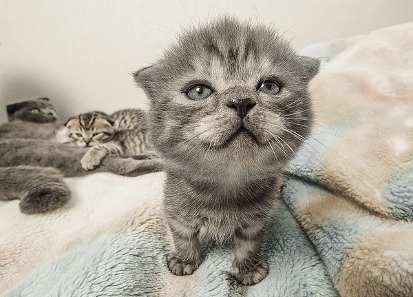 Escocês dobra gatinho — Fotografia de Stock