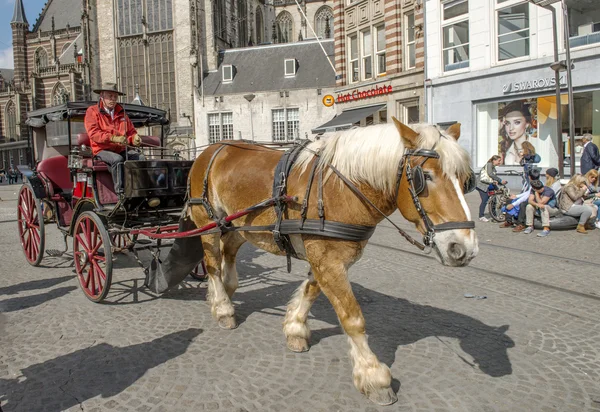 Amsterdam horse taxi — Stock Photo, Image