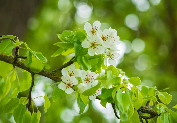 Blooming Pear Tree White Beautiful Flowers — Foto Stock