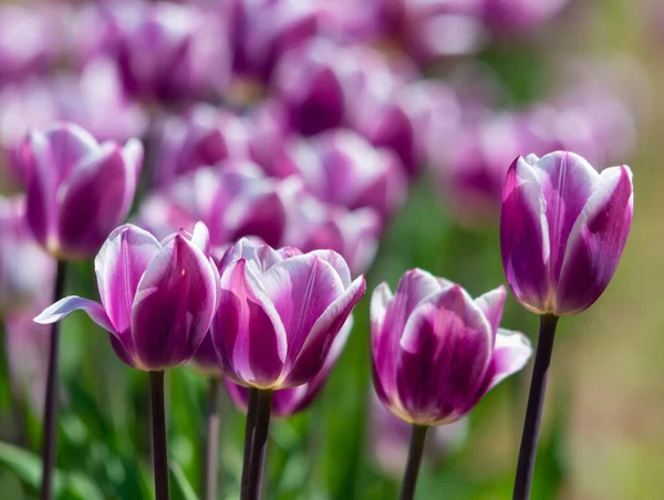 Coloridos Tulipanes Primavera —  Fotos de Stock