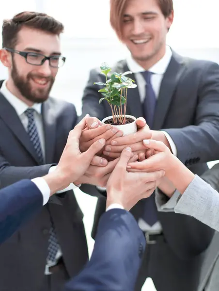 Business Team Toont Jonge Spruiten Van Bomen Het Concept Van — Stockfoto