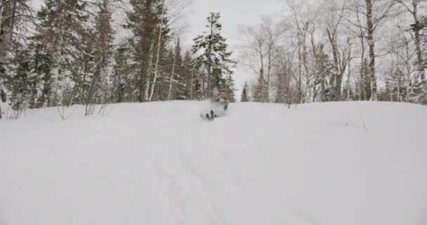 Playful man and woman sledging down the hill falling and laughing enjoying vacation in winter forest — Stock Video