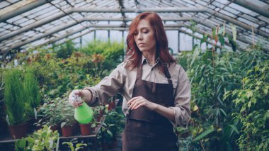 Sera işçi önlük giyen yeşil bitkilerin sulama ve yaprakları sera içinde çalışırken kontrol. Meslek, çiçek, İşyeri ve insanlar kavramı büyüyen.