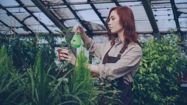 Atractiva Agricultora Vistiendo Delantal Está Rociando Plantas Verdes Con Agua —  Fotos de Stock