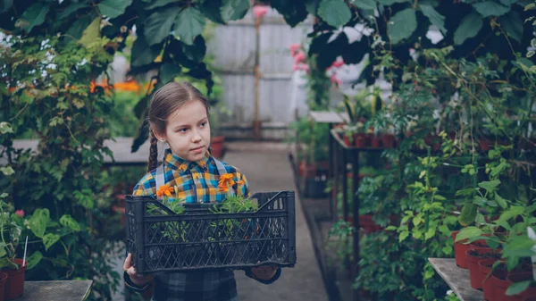 Adorable little girl is carrying container with pot flowers in spacious greenhouse, looking around at beautiful blooming plants, smelling them and smiling.