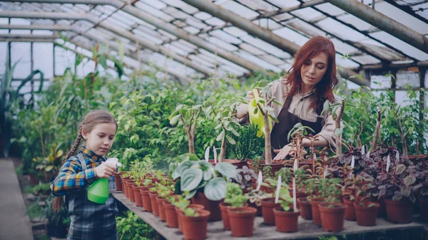 Las Agricultoras Adorable Hija Están Ocupadas Rociando Plantas Verdes Con —  Fotos de Stock